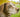Anti-Aging for Dogs - Keeping Your Pet’s Mind Healthy