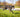 Coping with Hip Dysplasia in Dogs