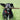 Do All Senior Dogs Get Dementia?