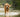 Anti-Aging for Dogs - Maintaining a Healthy Diet into the Senior Years