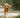 Anti-Aging for Dogs - Maintaining a Healthy Diet into the Senior Years