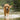 Anti-Aging for Dogs - Maintaining a Healthy Diet into the Senior Years