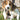 Heal Your Dog's Atopic Dermatitis Holistically