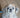 How to Recognize Eyesight Problems in Dogs