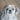 How to Recognize Eyesight Problems in Dogs
