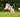 Causes and Management of Osteoarthritis in Dogs