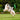 Causes and Management of Osteoarthritis in Dogs