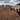 Autumn Laminitis: Why Fall Grass Can Fool Horse Owners