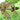 Ash Tree Male flowers: Helps reduce inflammation, fight oxidative stress, and support immune and nervous system health in dogs.