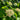 Bloodtwig Dogberry buds (Cornus sanguinea): © Habitat Aid