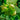 European Filbert buds (Corylus avellana): Promotes lung detoxification and helps reduce fibrosis for healthier, more resilient respiratory function.