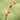 Lime Tree buds (Tilia tomentosa): Promotes calm and reduces anxiety by supporting natural GABA activity in the nervous system.