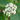 Lithy Tree buds (Viburnum lantana): Eases bronchial spasms and supports clear, comfortable breathing by helping the lungs release built-up congestion.