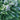 Rosemary shoots (Rosmarinus officinalis): Supports liver and gallbladder detoxification (the latter in humans, not equines) while helping relieve headaches, digestive discomfort, and muscle tension.