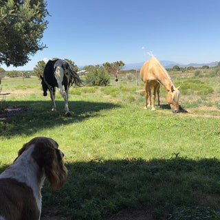 National Lost Pet Prevention Month: Summer Party Precautions for Your Dogs & Horses