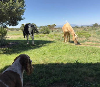 National Lost Pet Prevention Month: Summer Party Precautions for Your Dogs & Horses