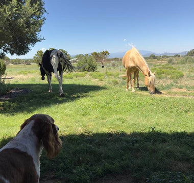 National Lost Pet Prevention Month: Summer Party Precautions for Your Dogs & Horses