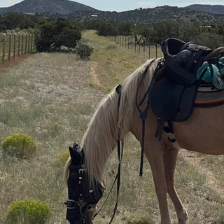 The #1 Killer of Horses Is Colic—But You Can Help Prevent It