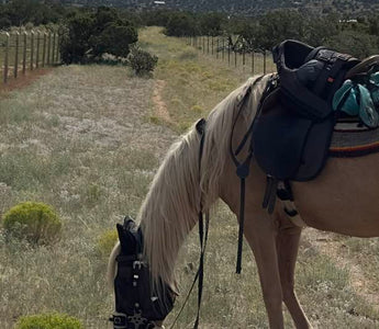 The #1 Killer of Horses Is Colic—But You Can Help Prevent It