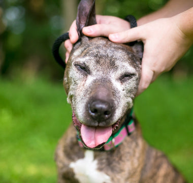 8 Proven Benefits of Massage Therapy for Your Dog