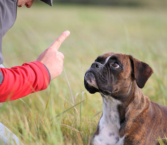 How to Deal with Age-Related Hearing Loss in Dogs