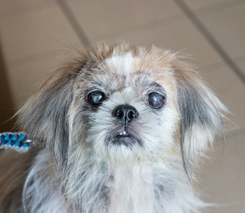 How to Recognize Eyesight Problems in Dogs