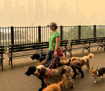 Last year’s Canadian wildfires shrouded part of New York City in smoke - by Troy Dunkley/Reuters