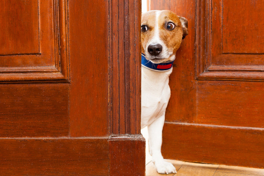3 Common Signs of Dog Anxiety to Watch Out For Dr. Garber’s