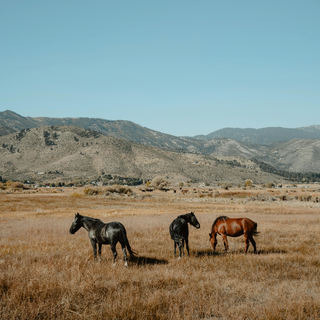 The Ultimate Guide to Equine Digestive Health: Care Tips for a Happy Gut