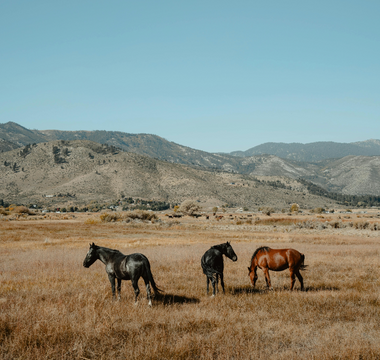 The Ultimate Guide to Equine Digestive Health: Care Tips for a Happy Gut