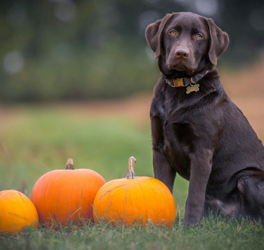 10 Essential Holistic Health Tips to Keep Your Dog Safe, Happy, and Healthy This Fall