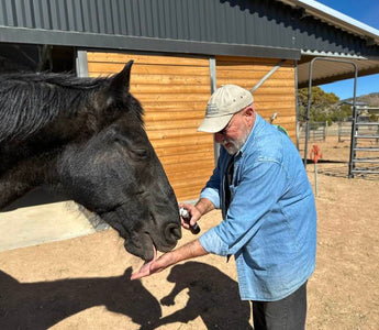 Holistic Ways to Ease Equine Anxiety & Spooking