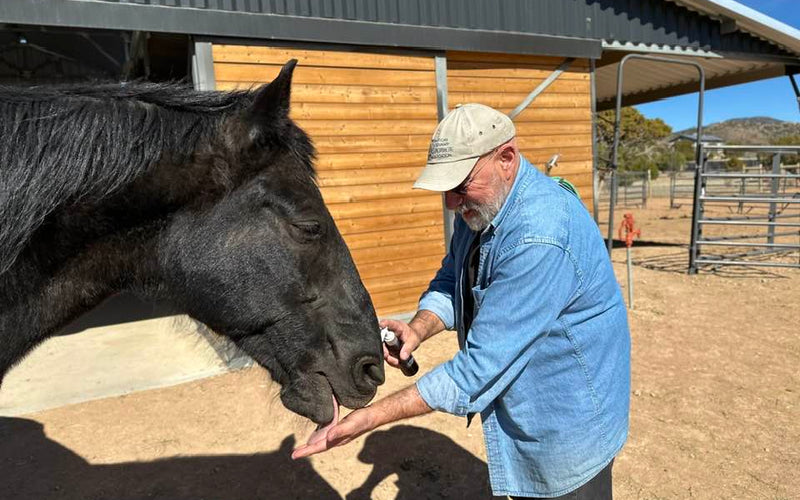 Holistic Ways to Ease Equine Anxiety & Spooking