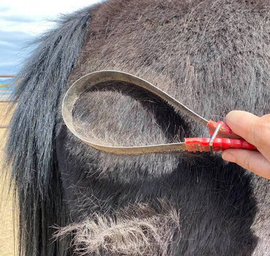 What Equine Shedding Season Tells You About Your Horse’s Health
