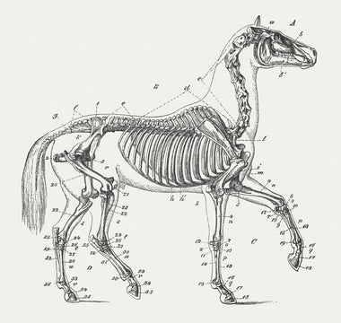 Equine Health: Supporting Joint and Bone Health in Horses
