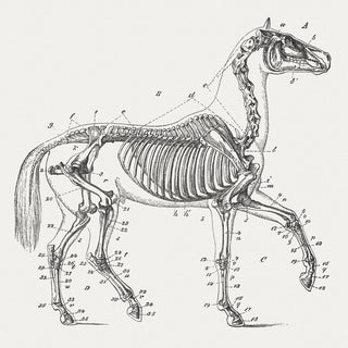 Equine Health: Supporting Joint and Bone Health in Horses