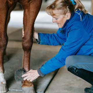 Laminitis in Horses: What Owners Must Know