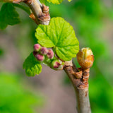 Black Currant buds (Ribes Nigrum): © Horticulture Magazine