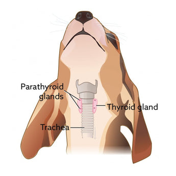 Parathyroid: © VCA Animal Hospitals