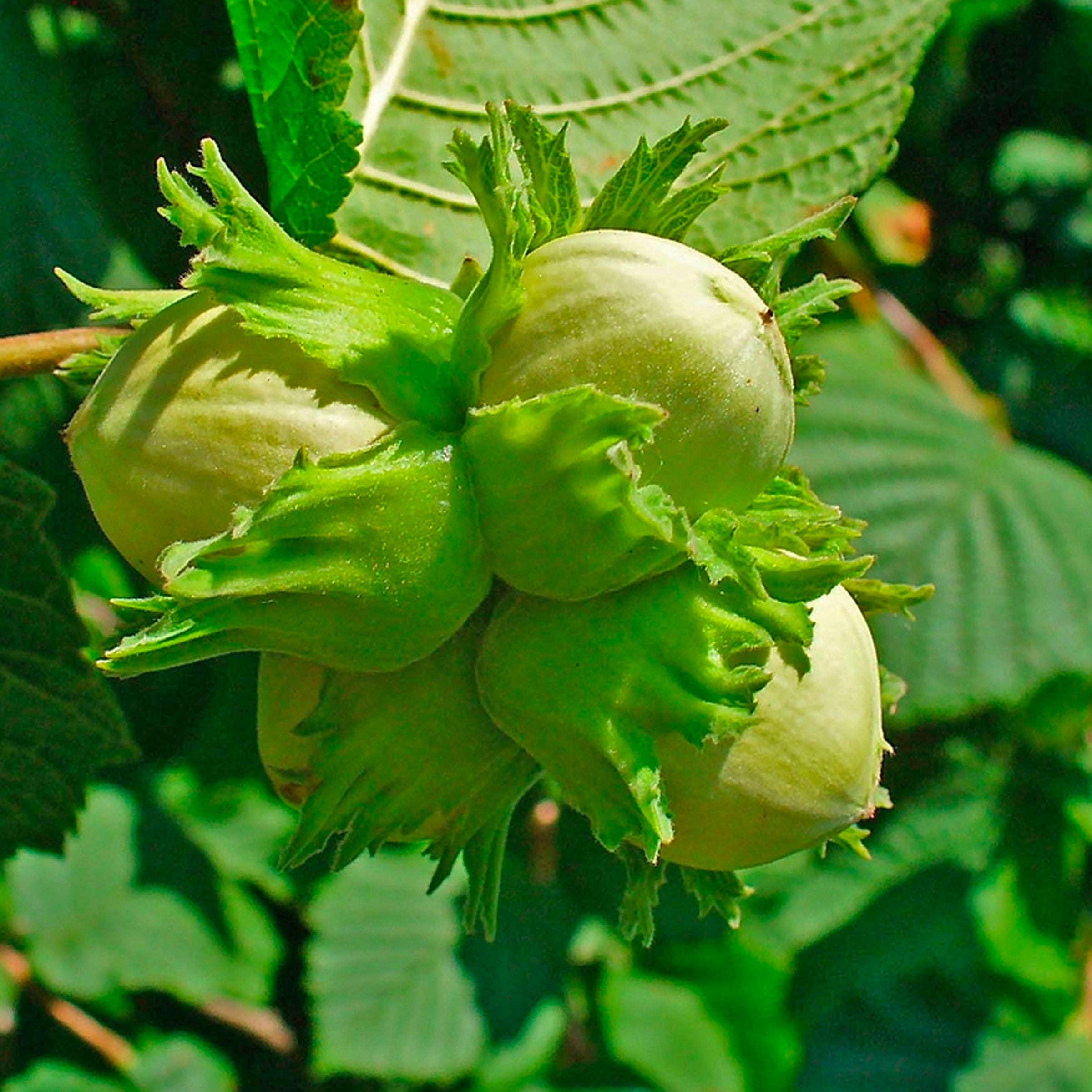 Lung Health - Natural Lung Health Support | Dr. Garber’s Bioformulas