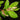 European Hornbeam buds (Carpinus betulus): Supports respiratory health and helps defend against infections while providing antioxidant protection.