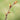 Lime Tree buds (Tilia tomentosa): © North Carolina Extension