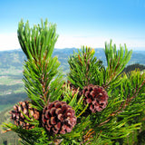 Mountain Pine buds (Pinus montana): © R B Florida seeds